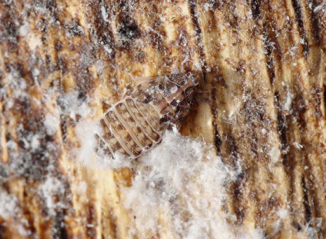 altre ninfe..Famiglia Achilidae, Cixidia sp. dalla Campania